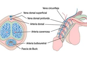 trombosis de la vena dorsal