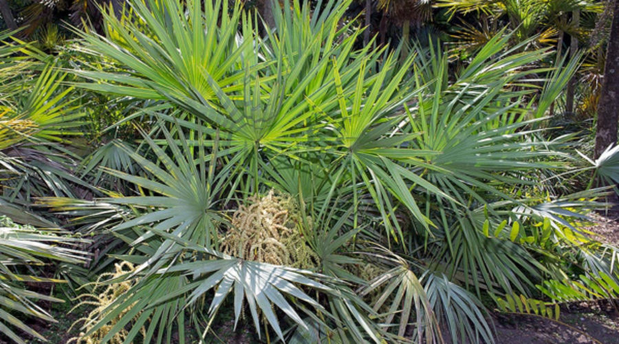 serenoa repens